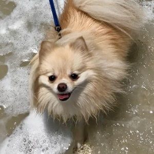 Meet your Posher, Josephine